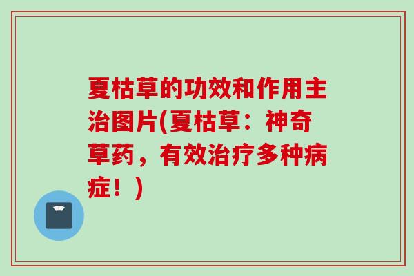夏枯草的功效和作用主治图片(夏枯草：神奇草药，有效治疗多种病症！)