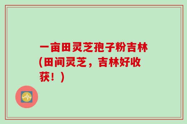 一亩田灵芝孢子粉吉林(田间灵芝，吉林好收获！)