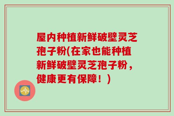 屋内种植新鲜破壁灵芝孢子粉(在家也能种植新鲜破壁灵芝孢子粉，健康更有保障！)