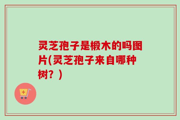 灵芝孢子是椴木的吗图片(灵芝孢子来自哪种树？)