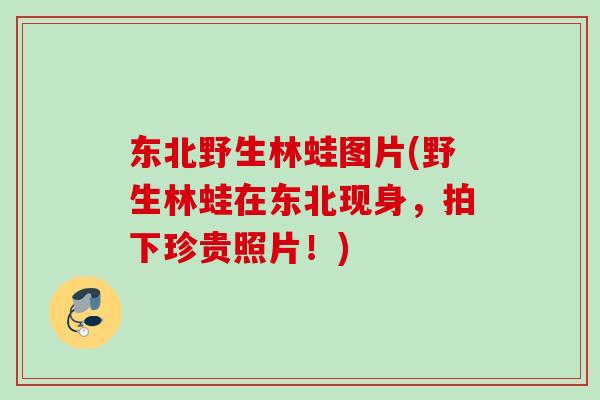 东北野生林蛙图片(野生林蛙在东北现身，拍下珍贵照片！)