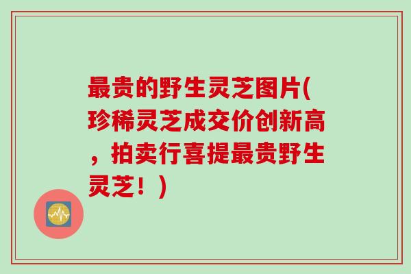 最贵的野生灵芝图片(珍稀灵芝成交价创新高，拍卖行喜提最贵野生灵芝！)