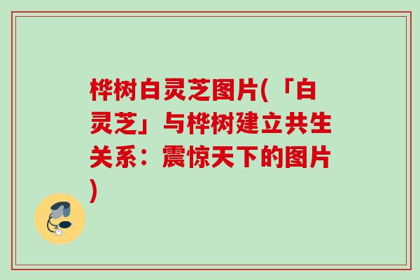 桦树白灵芝图片(「白灵芝」与桦树建立共生关系：震惊天下的图片)