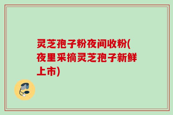 灵芝孢子粉夜间收粉(夜里采摘灵芝孢子新鲜上市)