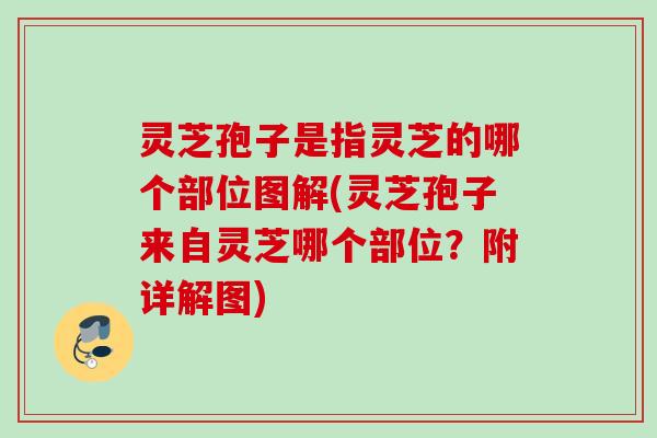 灵芝孢子是指灵芝的哪个部位图解(灵芝孢子来自灵芝哪个部位？附详解图)