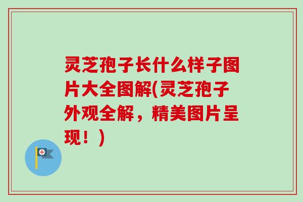 灵芝孢子长什么样子图片大全图解(灵芝孢子外观全解，精美图片呈现！)