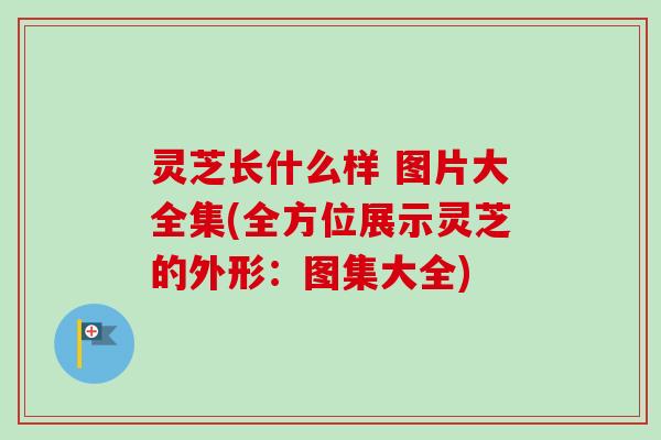 灵芝长什么样 图片大全集(全方位展示灵芝的外形：图集大全)