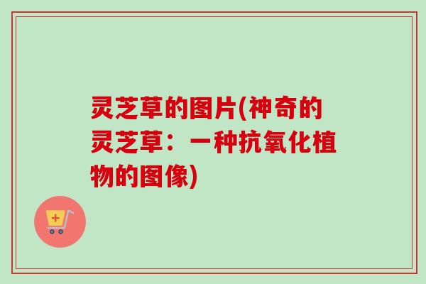 灵芝草的图片(神奇的灵芝草：一种抗氧化植物的图像)