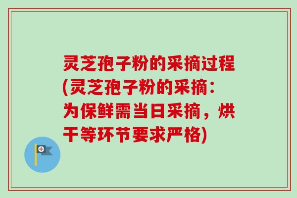 灵芝孢子粉的采摘过程(灵芝孢子粉的采摘：为保鲜需当日采摘，烘干等环节要求严格)