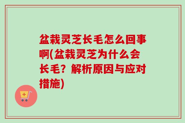 盆栽灵芝长毛怎么回事啊(盆栽灵芝为什么会长毛？解析原因与应对措施)
