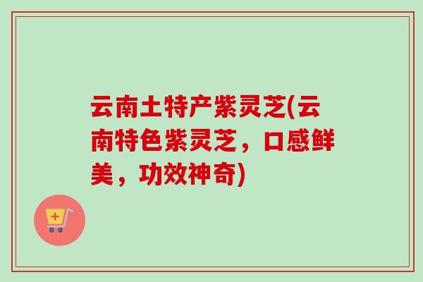 云南土特产紫灵芝(云南特色紫灵芝，口感鲜美，功效神奇)
