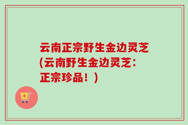 云南正宗野生金边灵芝(云南野生金边灵芝：正宗珍品！)