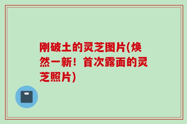 刚破土的灵芝图片(焕然一新！首次露面的灵芝照片)