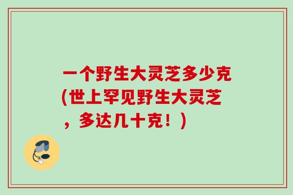 一个野生大灵芝多少克(世上罕见野生大灵芝，多达几十克！)