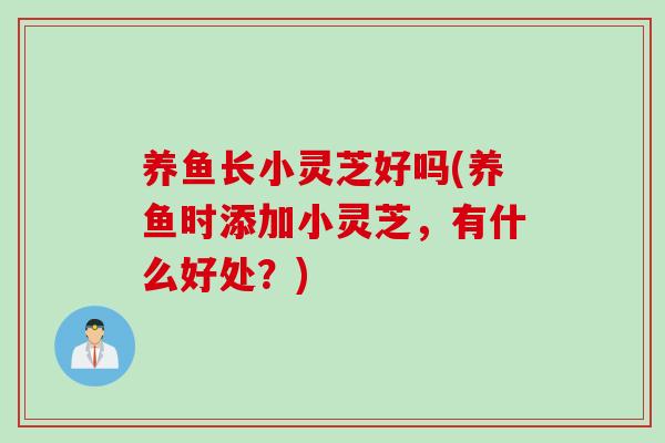 养鱼长小灵芝好吗(养鱼时添加小灵芝，有什么好处？)