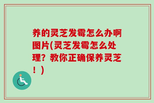 养的灵芝发霉怎么办啊图片(灵芝发霉怎么处理？教你正确保养灵芝！)