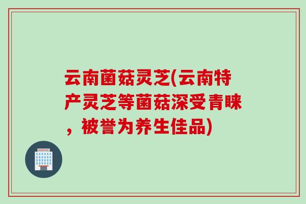 云南菌菇灵芝(云南特产灵芝等菌菇深受青睐，被誉为养生佳品)