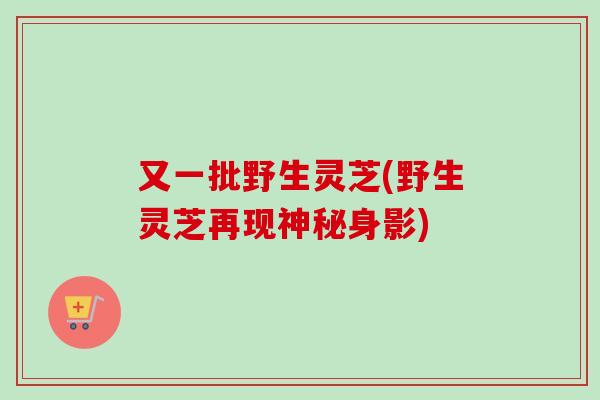 又一批野生灵芝(野生灵芝再现神秘身影) 又一批野生灵芝(野生灵芝再现神秘身影)