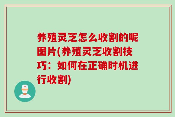 养殖灵芝怎么收割的呢图片(养殖灵芝收割技巧：如何在正确时机进行收割)