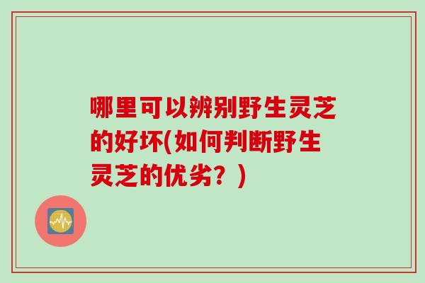 哪里可以辨别野生灵芝的好坏(如何判断野生灵芝的优劣？)