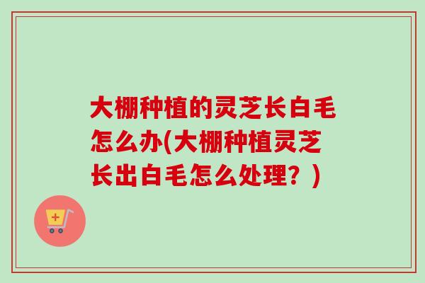 大棚种植的灵芝长白毛怎么办(大棚种植灵芝长出白毛怎么处理？)