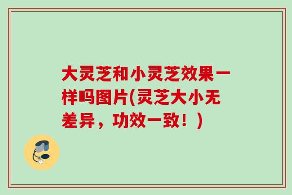 大灵芝和小灵芝效果一样吗图片(灵芝大小无差异，功效一致！)