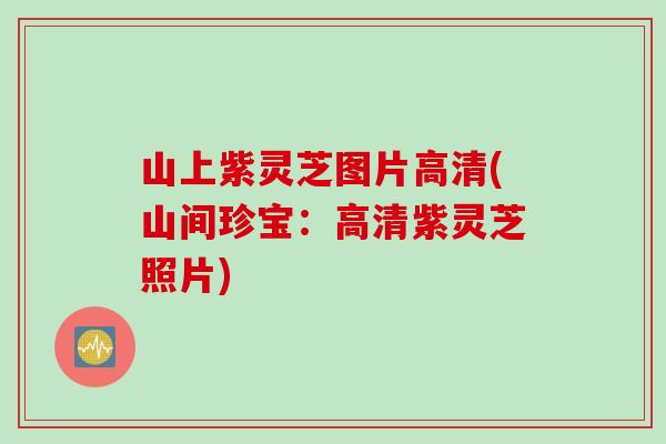 山上紫灵芝图片高清(山间珍宝：高清紫灵芝照片)