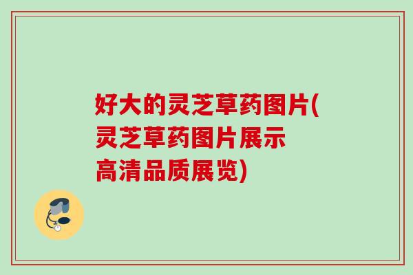 好大的灵芝草药图片(灵芝草药图片展示 高清品质展览) 好大的灵芝草药图片(灵芝草药图片展示 高清品质展览)