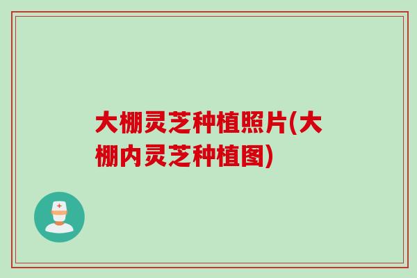 大棚灵芝种植照片(大棚内灵芝种植图)