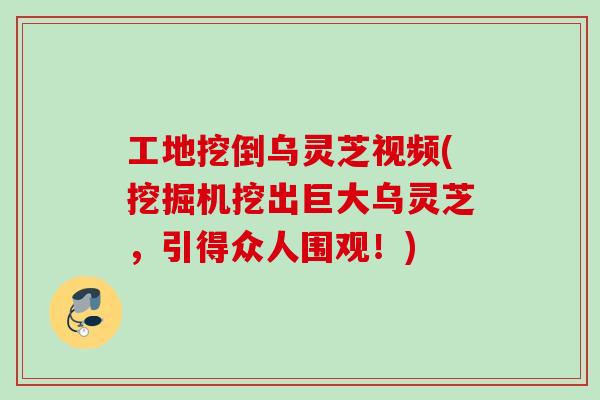工地挖倒乌灵芝视频(挖掘机挖出巨大乌灵芝，引得众人围观！)