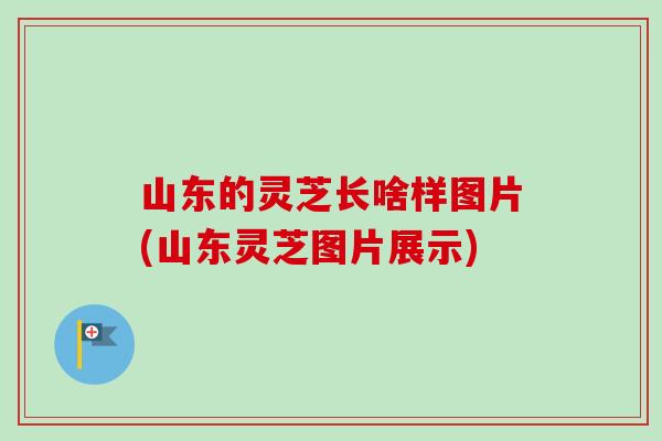 山东的灵芝长啥样图片(山东灵芝图片展示)