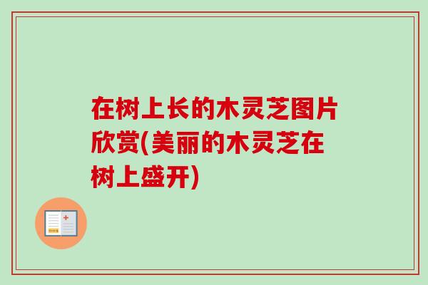在树上长的木灵芝图片欣赏(美丽的木灵芝在树上盛开)