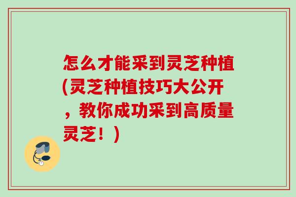 怎么才能采到灵芝种植(灵芝种植技巧大公开，教你成功采到高质量灵芝！)