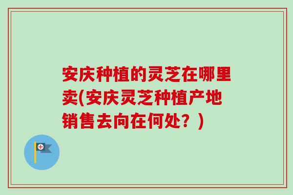 安庆种植的灵芝在哪里卖(安庆灵芝种植产地销售去向在何处？)