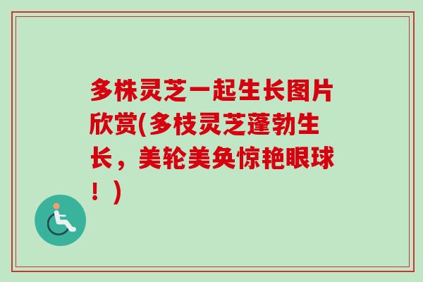 多株灵芝一起生长图片欣赏(多枝灵芝蓬勃生长，美轮美奂惊艳眼球！)