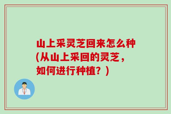 山上采灵芝回来怎么种(从山上采回的灵芝，如何进行种植？)