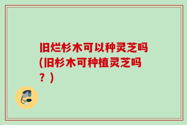 旧烂杉木可以种灵芝吗(旧杉木可种植灵芝吗?) 旧烂杉木可以种灵芝吗(旧杉木可种植灵芝吗?)