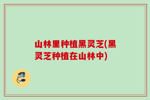 山林里种植黑灵芝(黑灵芝种植在山林中) 山林里种植黑灵芝(黑灵芝种植在山林中)