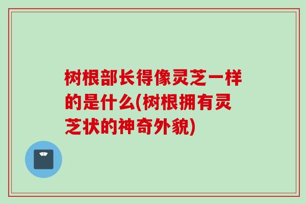 树根部长得像灵芝一样的是什么(树根拥有灵芝状的神奇外貌)