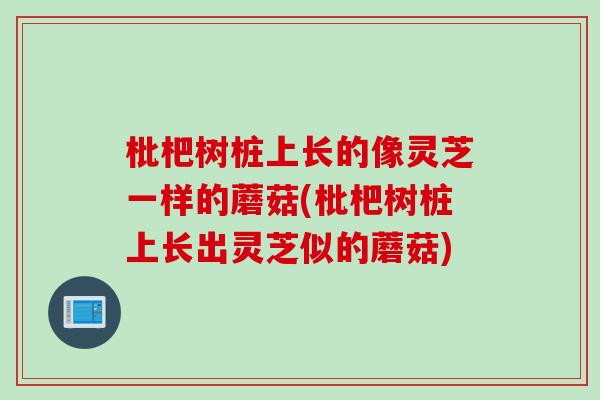 枇杷树桩上长的像灵芝一样的蘑菇(枇杷树桩上长出灵芝似的蘑菇)