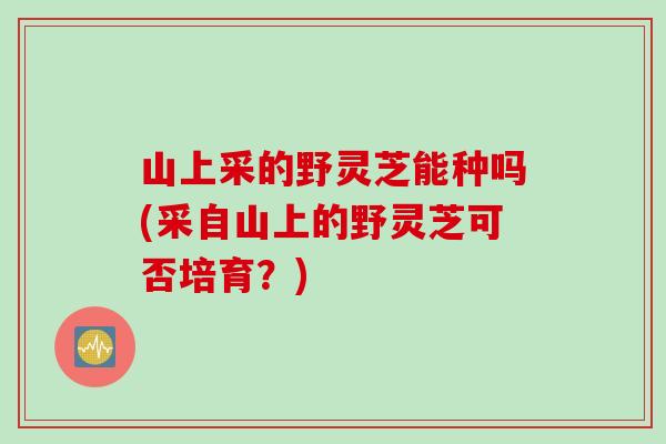 山上采的野灵芝能种吗(采自山上的野灵芝可否培育？)