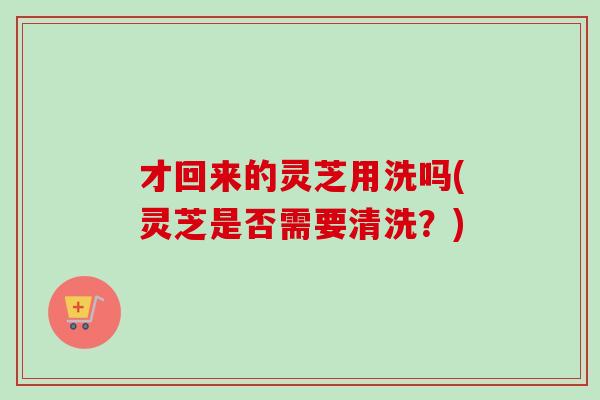 才回来的灵芝用洗吗(灵芝是否需要清洗？)