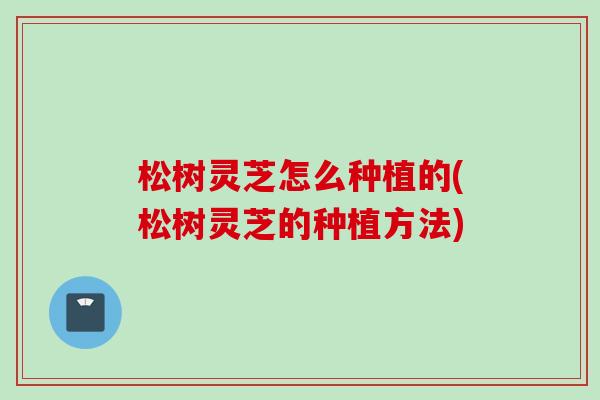 松树灵芝怎么种植的(松树灵芝的种植方法)