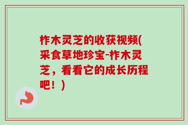 柞木灵芝的收获视频(采食草地珍宝-柞木灵芝，看看它的成长历程吧！)
