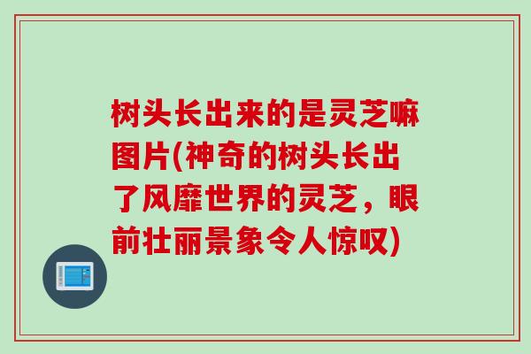 树头长出来的是灵芝嘛图片(神奇的树头长出了风靡世界的灵芝，眼前壮丽景象令人惊叹)