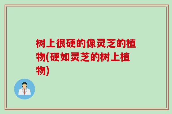 树上很硬的像灵芝的植物(硬如灵芝的树上植物)