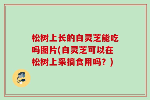 松树上长的白灵芝能吃吗图片(白灵芝可以在松树上采摘食用吗？)