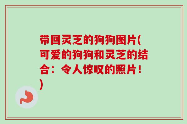 带回灵芝的狗狗图片(可爱的狗狗和灵芝的结合：令人惊叹的照片！)