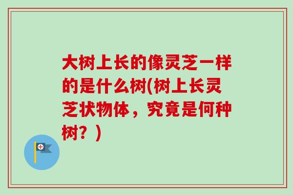 大树上长的像灵芝一样的是什么树(树上长灵芝状物体，究竟是何种树？)