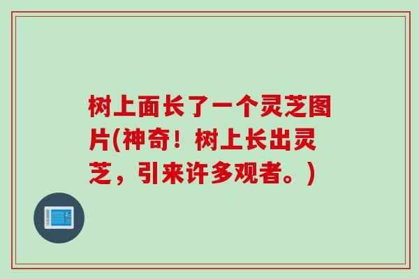 树上面长了一个灵芝图片(神奇！树上长出灵芝，引来许多观者。)